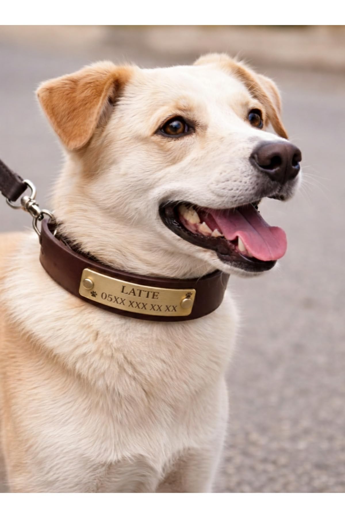 Personalized Genuine Leather Dog Collar with Stainless Steel D-Ring