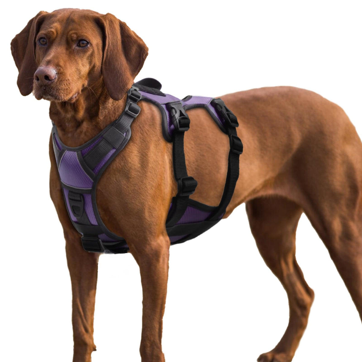 Escape-Proof No Pull Dog Harness with Reflective Padding & Handle for Large Dogs