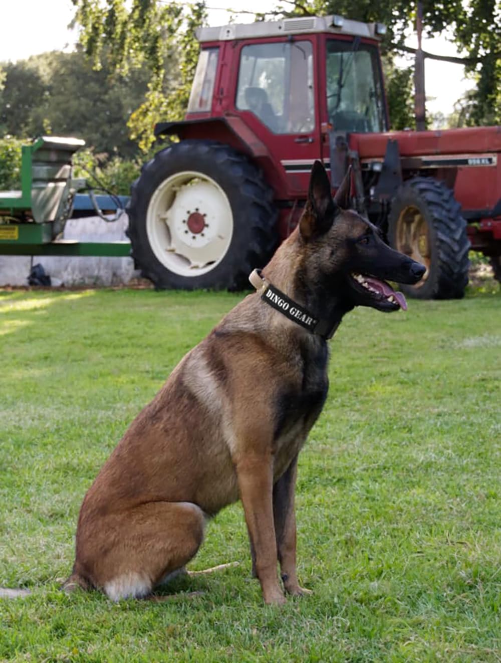 Professional Dog Training Collar with Safety Buckle & Handle, 43–47cm