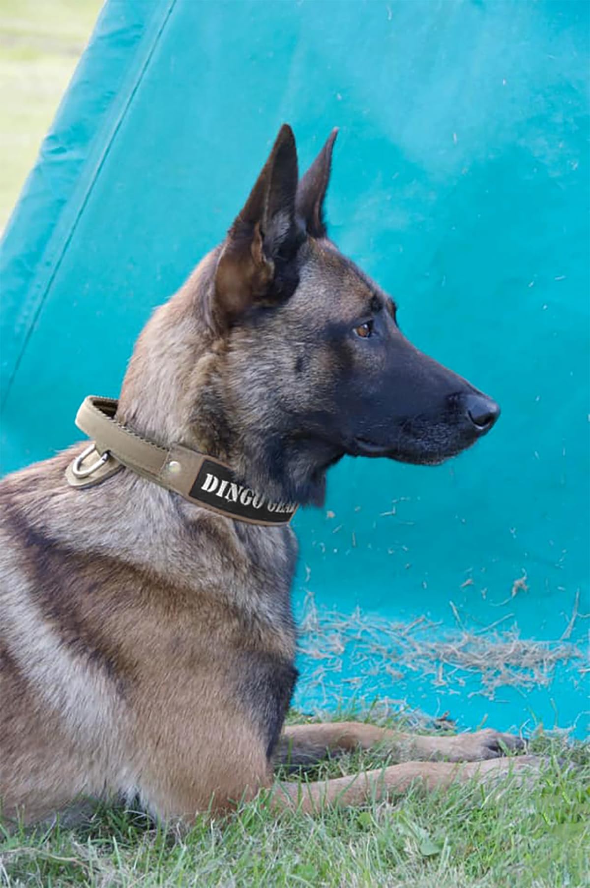 Professional Dog Training Collar with Safety Buckle & Handle, 43–47cm