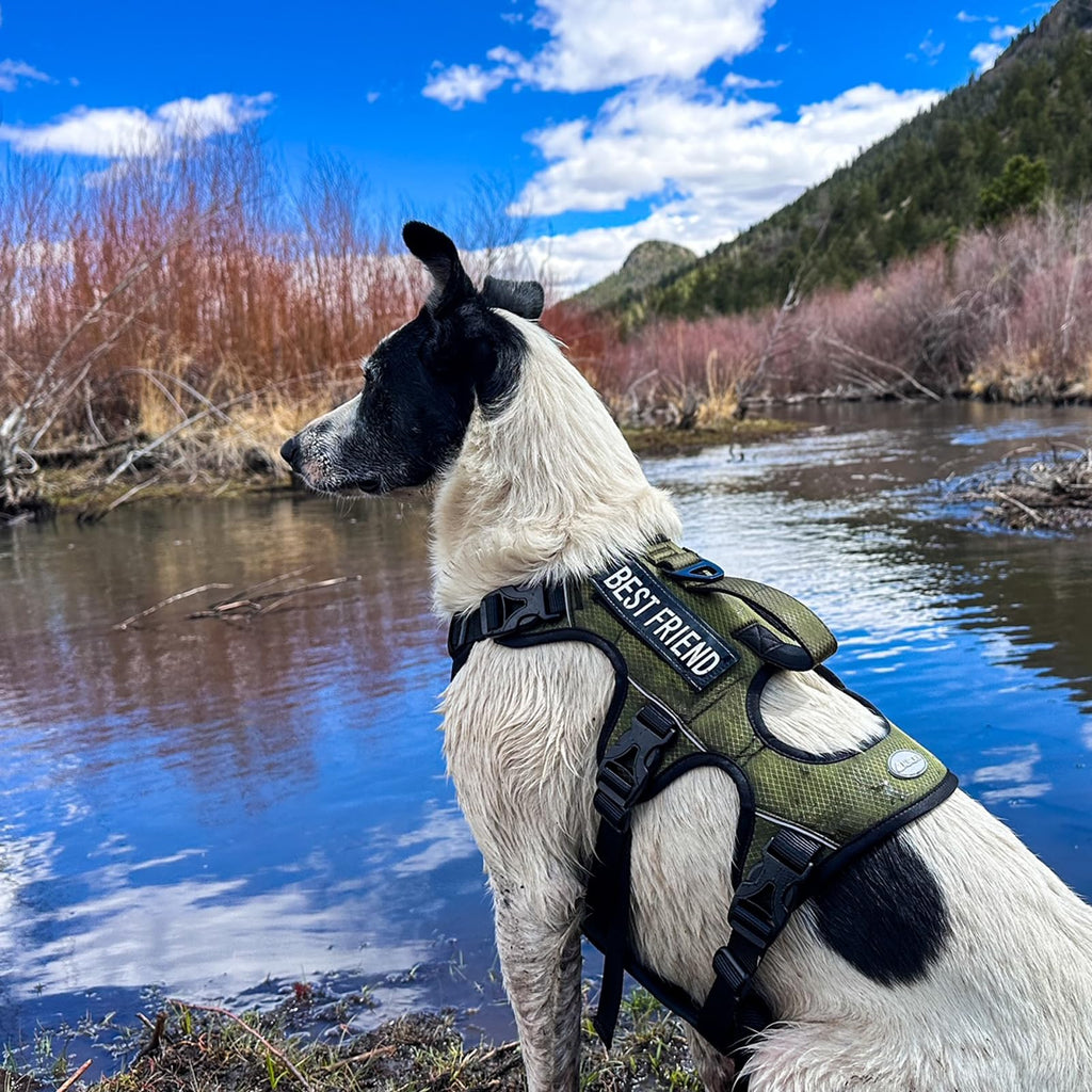Escape-Proof No Pull Dog Harness with Reflective Padding & Handle for Large Dogs