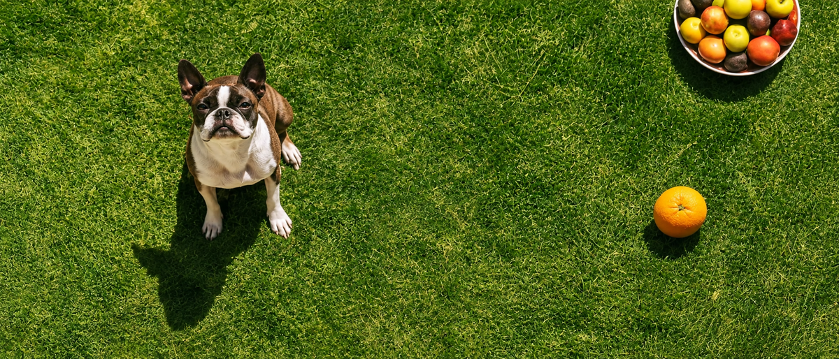 About PawSynca