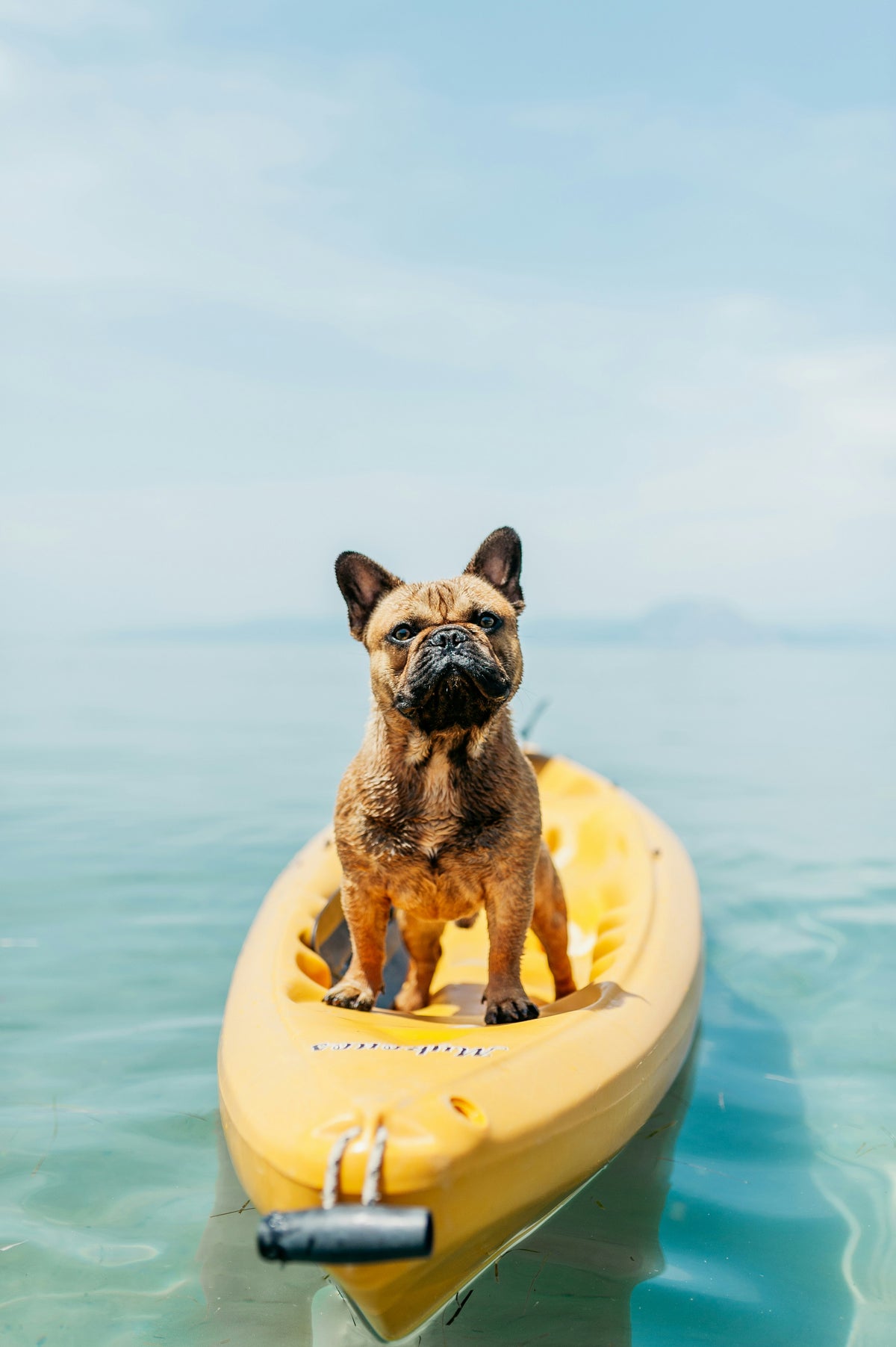 Pet parent traveling with a dog