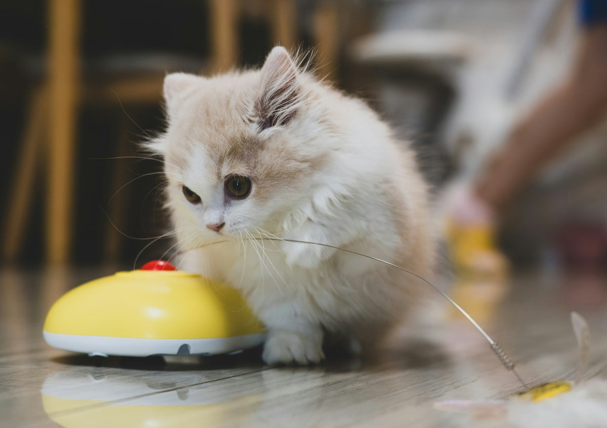 Pet Travel Essentials