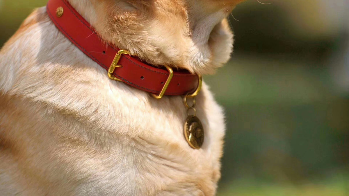 Pet Safety Products